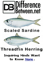 My 100% Norwegian friend Dave knows, but do you know the difference between Sardines and Herring? Hey, not every one of our daily homepage articles is about politics or rocket science, here is some genuine trivia.